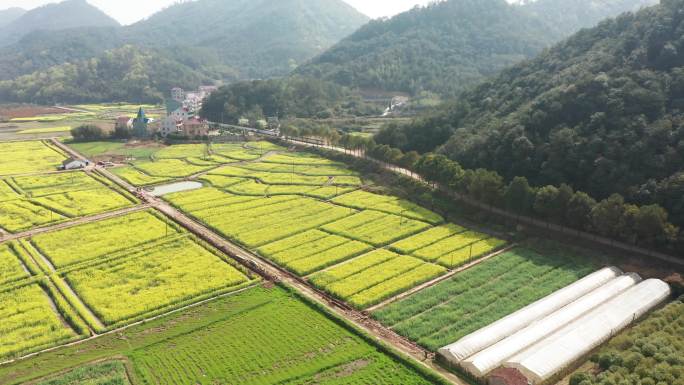 浙江浦江县乡村油菜花海风光4K航拍