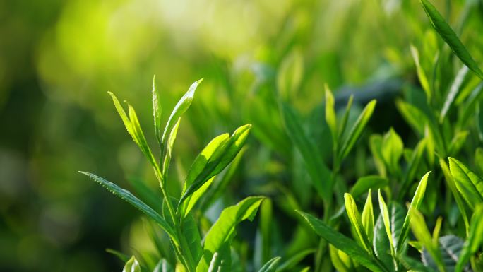 春天茶山绿茶叶芽头特写微风中的自然风景