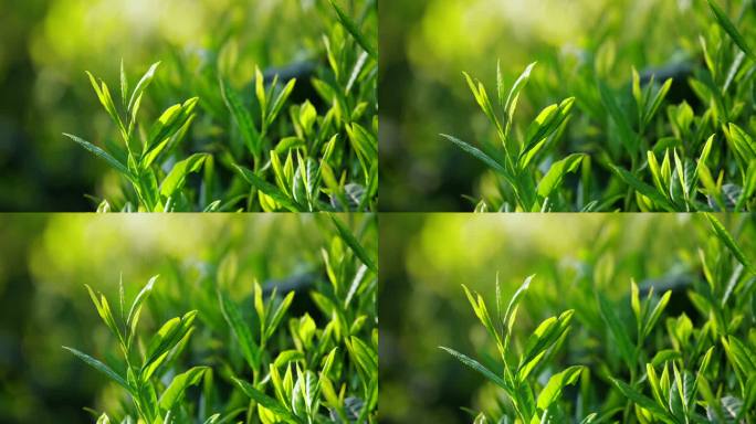 春天茶山绿茶叶芽头特写微风中的自然风景