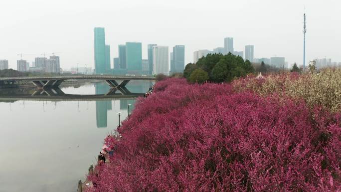 浙中生态廊道义乌江滨踏春赏梅风光航拍