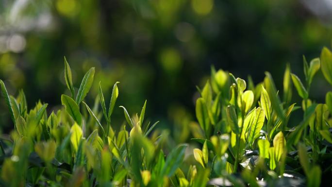 春天茶田嫩绿茶叶芽头晨光中逆光特写素材