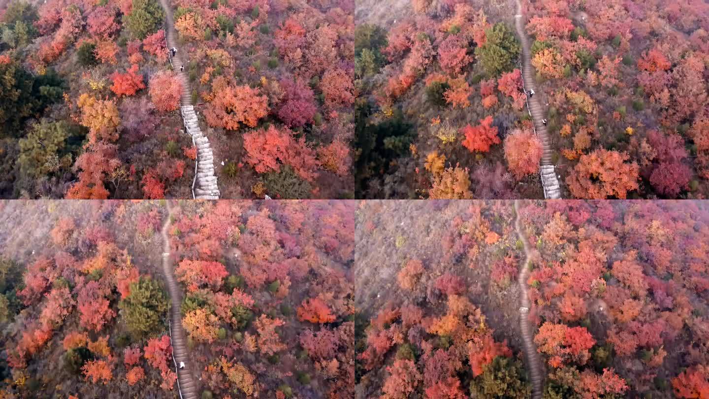 蓟县鲁家峪红叶