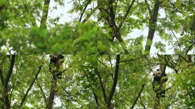 镜头抬升一只可爱大熊猫在树上玩耍