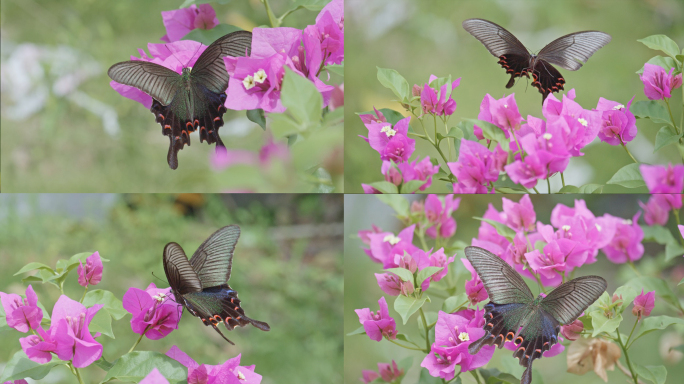 采花的蝴蝶，飞舞的碧凤蝶