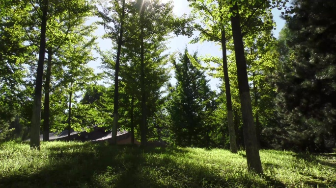 树林光影阳光灿烂绿色生态公园艺境早晨清晨