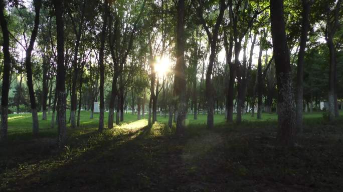 树林阳光灿烂绿色生态城市公园树林光影绿地