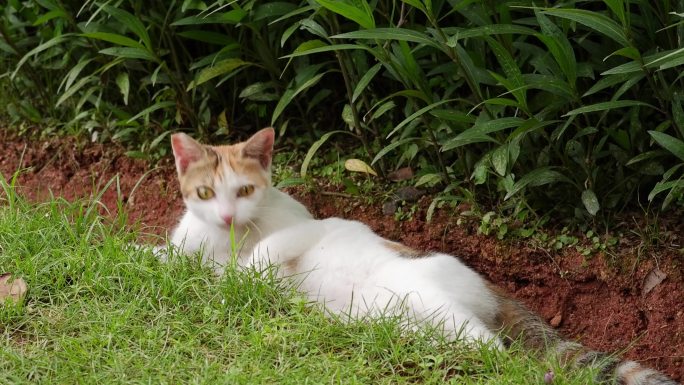 实拍在公园纳凉的流浪猫小猫猫咪生活日常