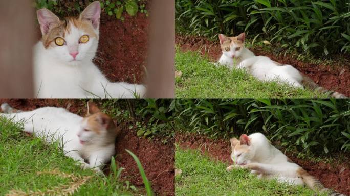 实拍在公园纳凉的流浪猫小猫猫咪生活日常