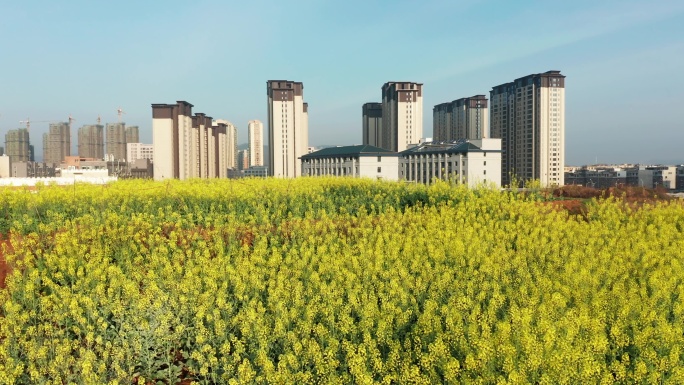 浙江义乌苏溪春季城市油菜花风光航拍