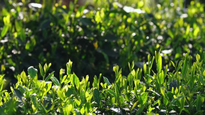有机茶叶春天阳光里生长