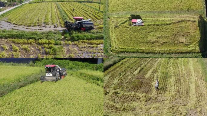 农业现代化机械化水稻收割机高清4K航拍