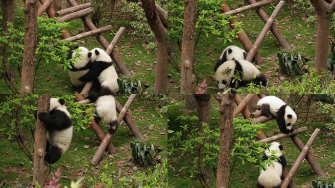 可爱国宝两只大熊猫幼崽玩耍嬉戏打闹摔跤