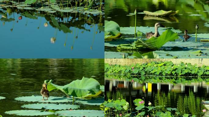 胶南双珠公园荷花 莲花盛开 池塘野鸭栖息