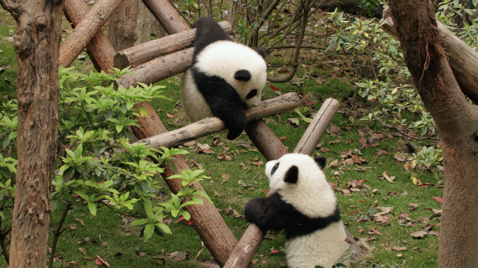 可爱顽皮的两只大熊猫幼崽玩耍追逐打闹嬉戏