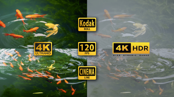 4K红金鱼黄金鱼海藻水波涟漪自然一群金鱼