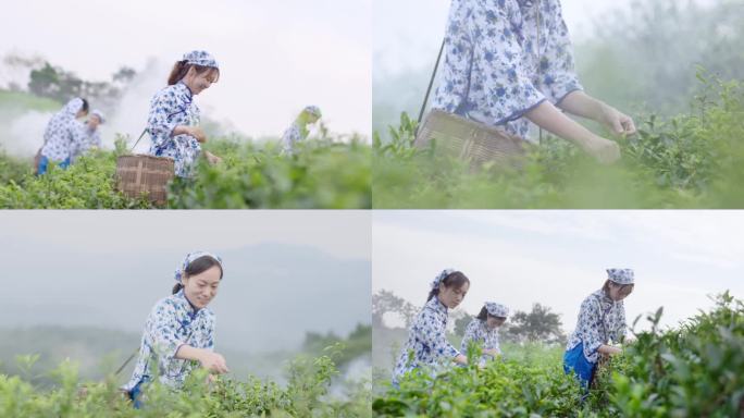 茶叶茶山茶艺茶园采茶茶红茶绿茶春茶茶叶茶