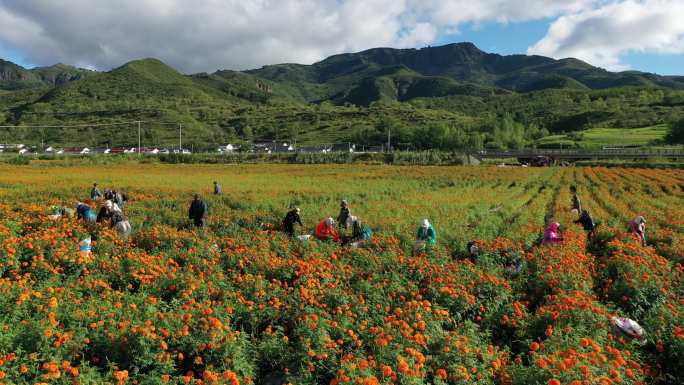 采摘万寿菊花 素材