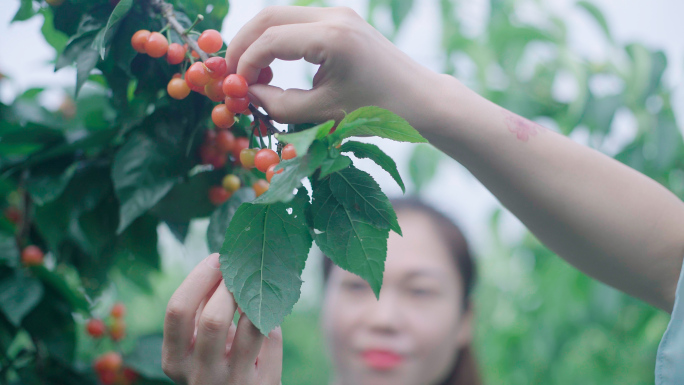 美女采摘樱桃视频素材