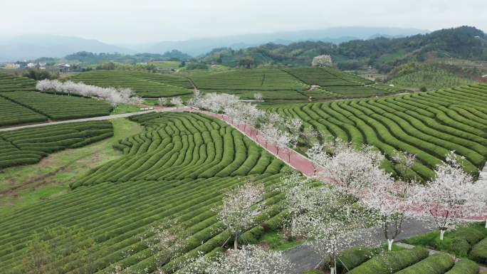 浙江武义花田小镇樱花茶园风光4K航拍