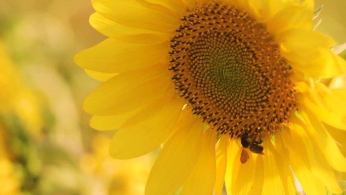 小蜜蜂采蜜向日葵特写向日葵花海空镜葵花籽