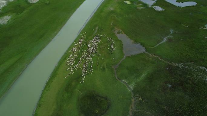 高角度航拍草原上的羊群