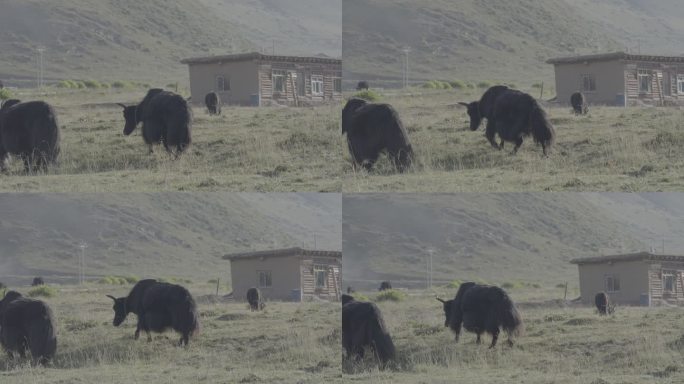 4K 灰片 川西高原草地耗牛吃草村庄人家