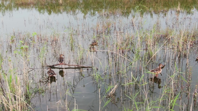 湿地野鸭