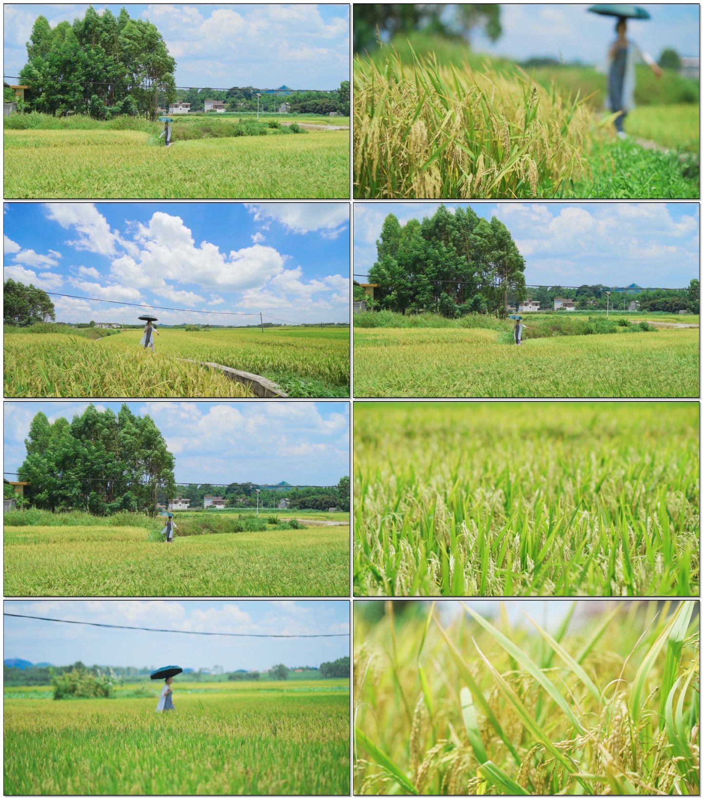 乡村希望的田野水稻慢动作