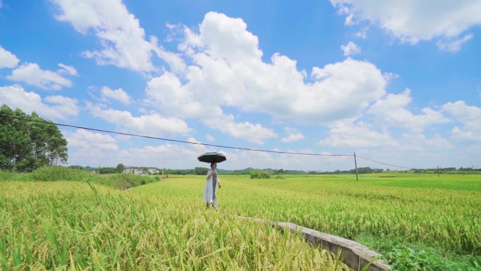乡村希望的田野水稻慢动作