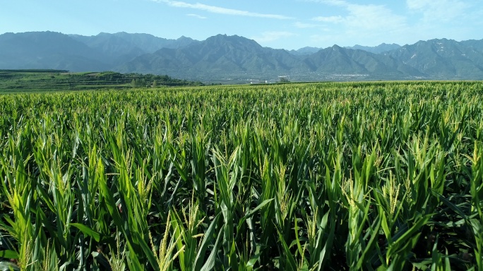 陕西秦岭山脉下肥沃土地玉米生长农田航拍