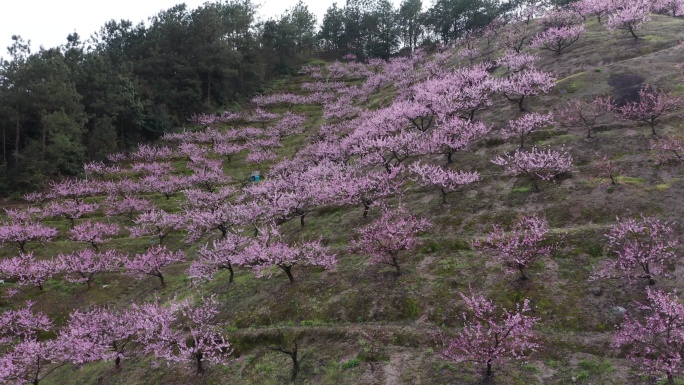 桃园桃树林桃花4K航拍