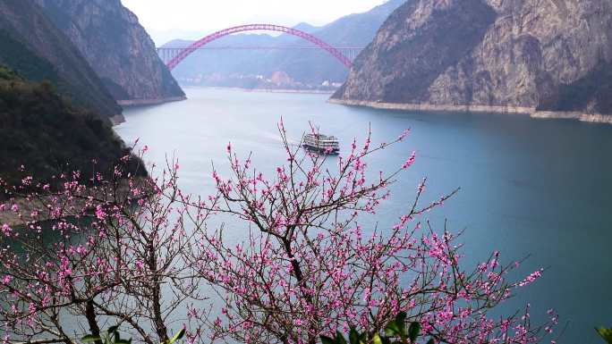 桃花盛开在长江三峡西陵峡