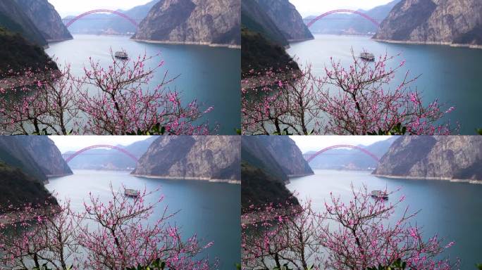 桃花盛开在长江三峡西陵峡