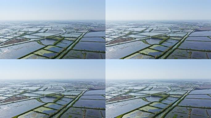 航拍河水灌溉水稻秧田