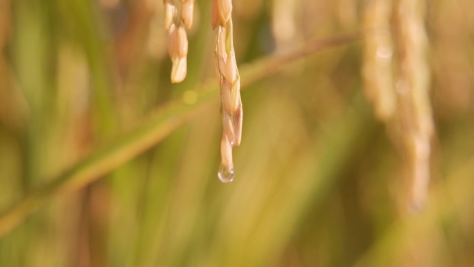 稻谷丰收水滴从稻谷上滑落水稻种植宣传片