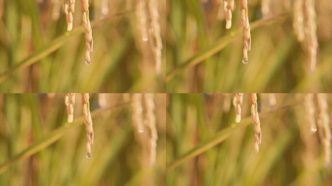 稻谷丰收水滴从稻谷上滑落水稻种植宣传片