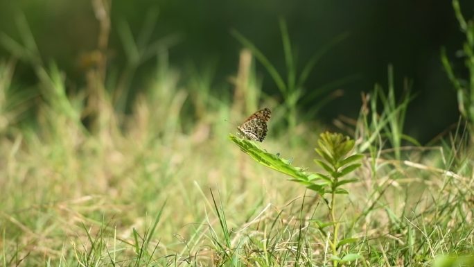 草丛中飞走的蝴蝶