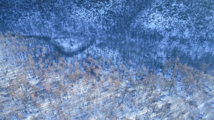 航拍雪季银色雪林