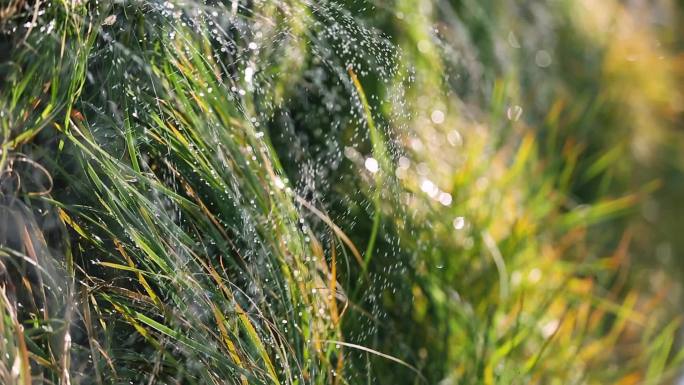 公园草坪草丛智能自动浇水灌溉系统秋景特写