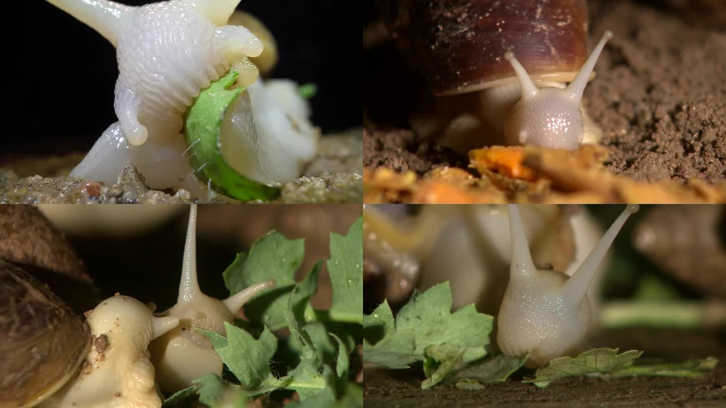 蜗牛吃食