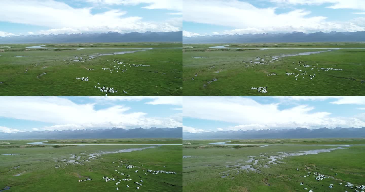 航拍新疆夏季草原风景