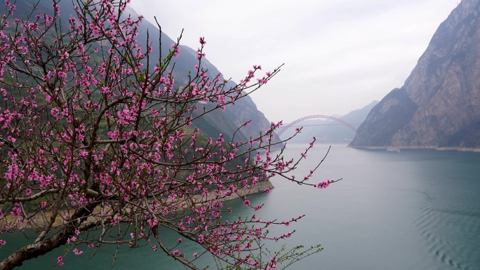 桃花盛开在长江三峡西陵峡江畔