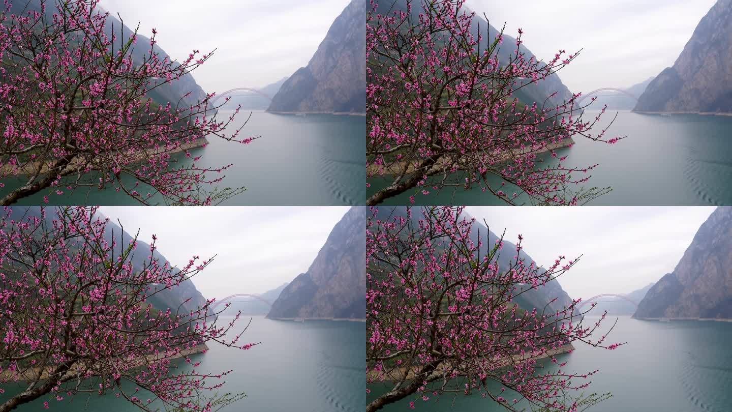 桃花盛开在长江三峡西陵峡江畔