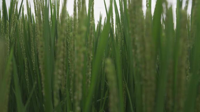 实拍水稻田水稻素材