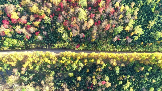 航拍秋季五彩森林山路