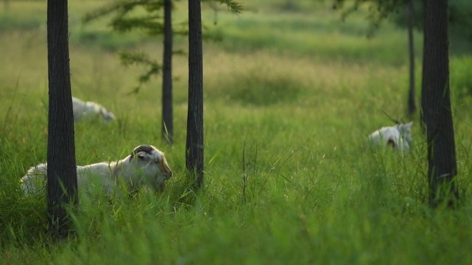 夕阳下吃草的山羊