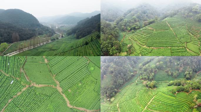 杭州梅家坞西湖龙井茶园航拍