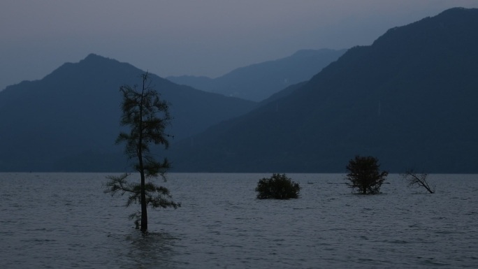 淹没在水中的树