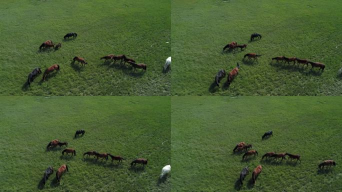 新疆草地上悠闲吃草的马群