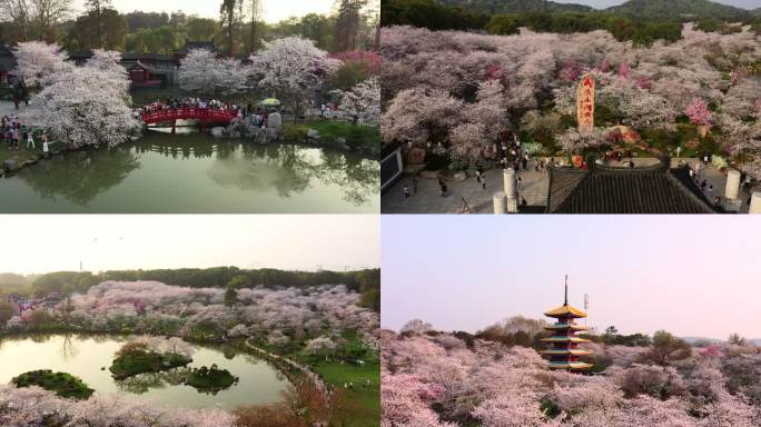 武汉樱花花开东湖樱花园日本樱花